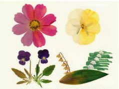 押し花アート特集 花の色を保つスプレーについて ゆめ画材