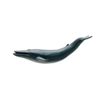 ソフトモデル フィギュア シロナガスクジラ