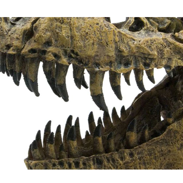 頭骨フィギュア ティラノサウルス スカル＆ジョーズモデル | ゆめ画材