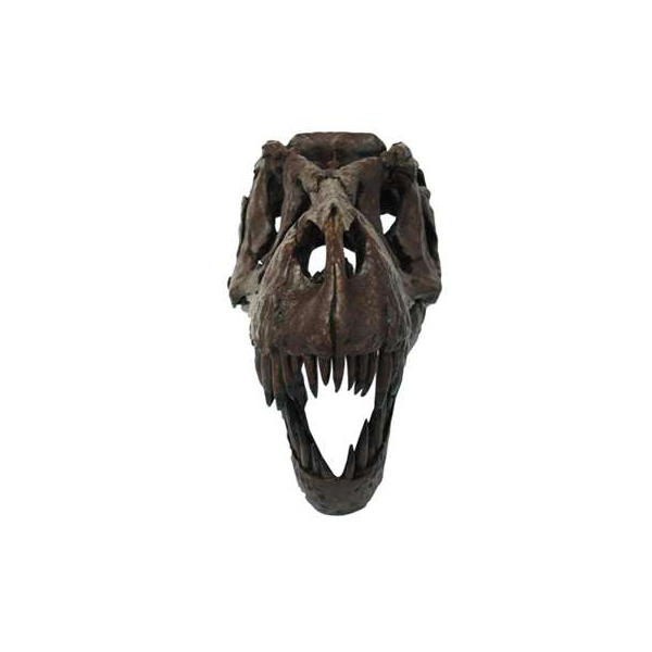頭骨フィギュア ティラノサウルス ビッグスカル | ゆめ画材