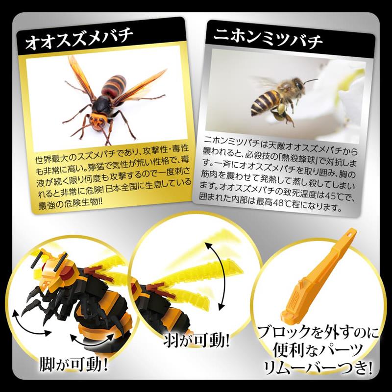 最前線の オオスズメバチ♂ 税込 立体標本2346 昆虫用品