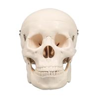 Artec 頭蓋骨模型