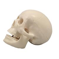 Artec 小型頭骸骨模型