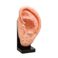 Artec 耳経穴模型22cm