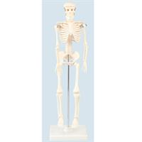 Artec 人体骨格模型 42cm
