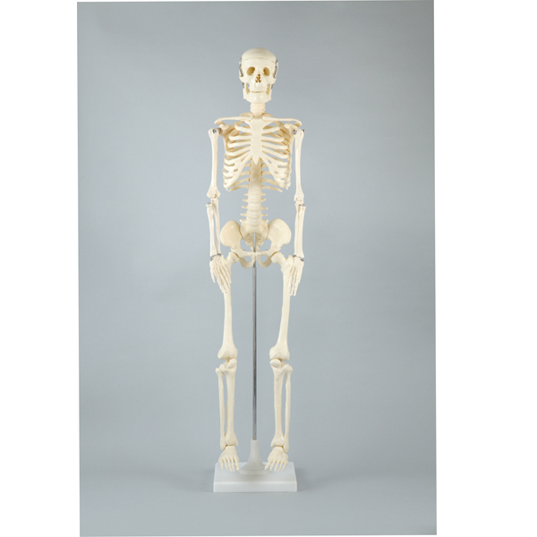 Artec 人体骨格模型 85cm ゆめ画材